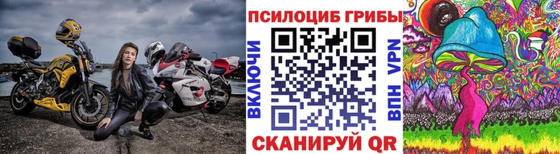 Купить где  Болхов  Галлюциногенные грибы Psilocybe 